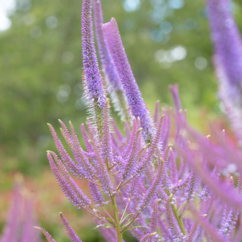 Langbladet Ærenpris 'Fascination'